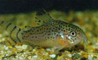 CORYDORAS PUNCTATUS
